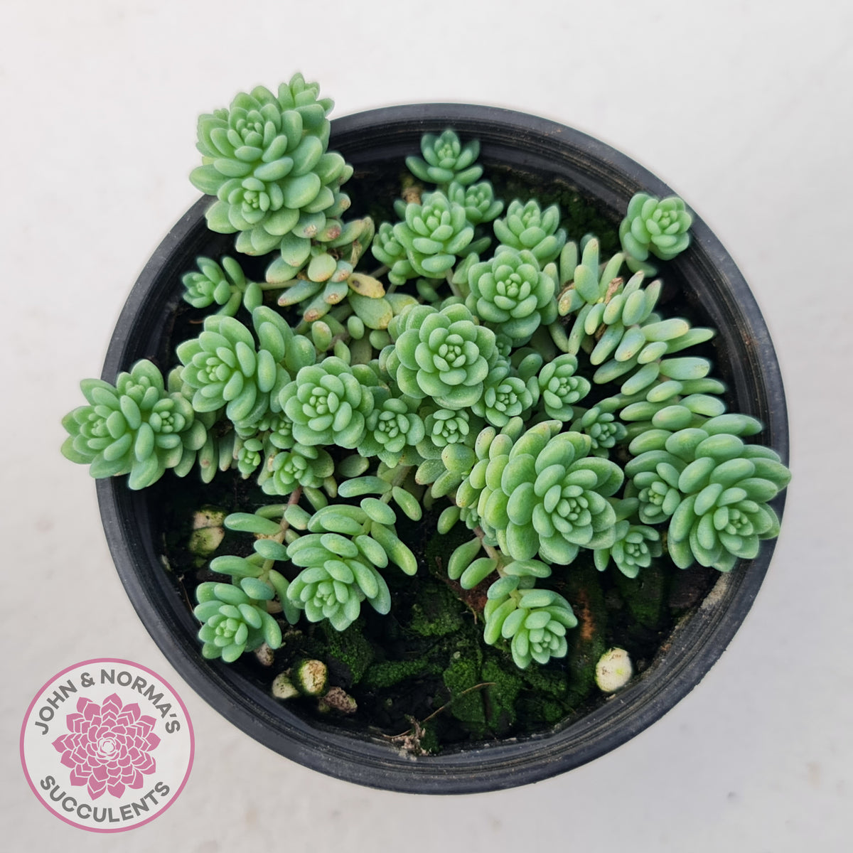 Sedum dasyphyllum major