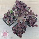 Sedum 'Dragon's Blood'