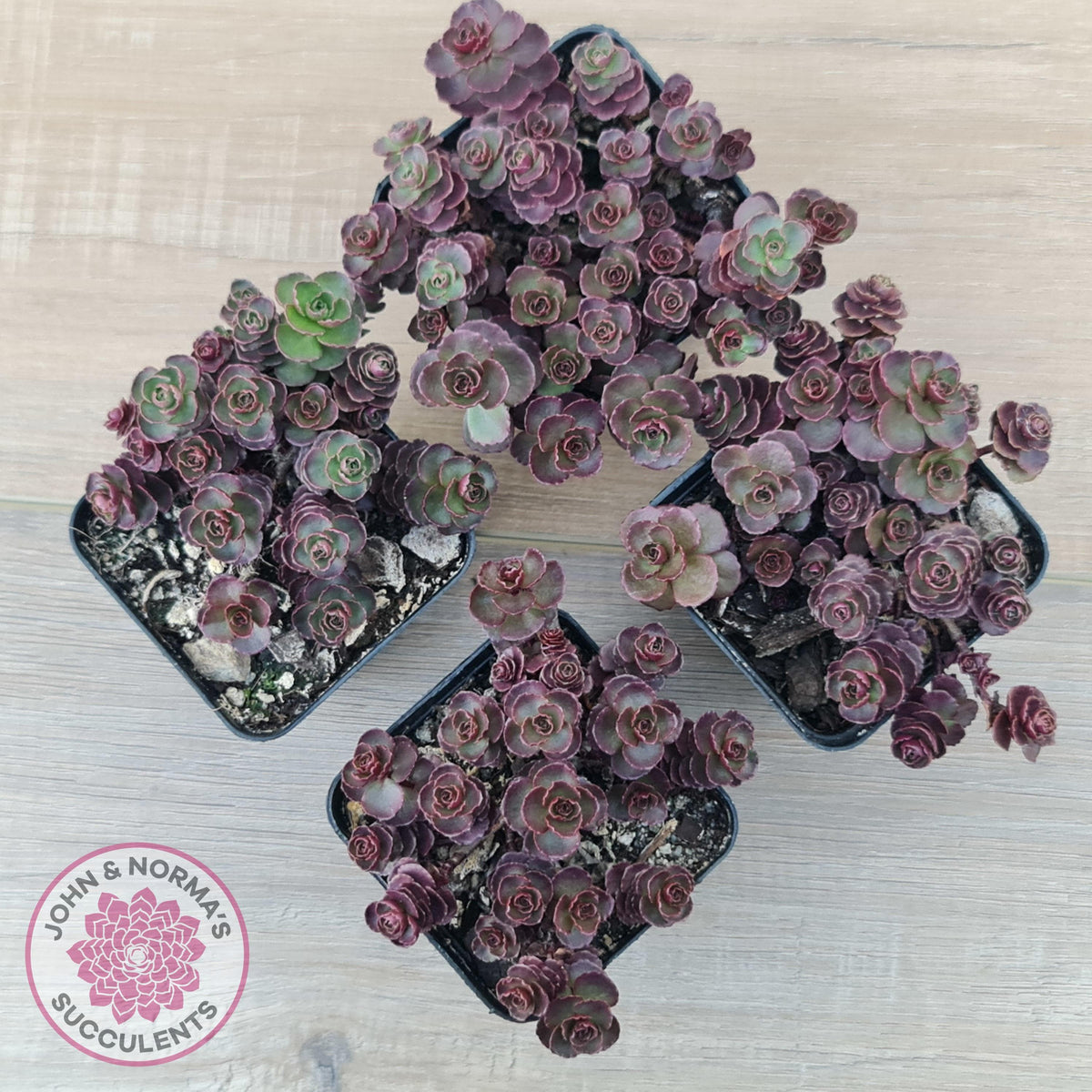 Sedum 'Dragon's Blood'