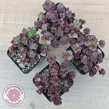 Load image into Gallery viewer, Sedum &#39;Dragon&#39;s Blood&#39; - John &amp; Norma&#39;s Succulents Australia
