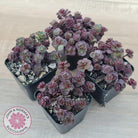 Sedum 'Dragon's Blood'