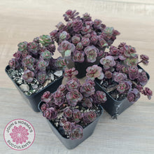 Load image into Gallery viewer, Sedum &#39;Dragon&#39;s Blood&#39; - John &amp; Norma&#39;s Succulents Australia
