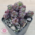 Sedum 'Dragon's Blood'
