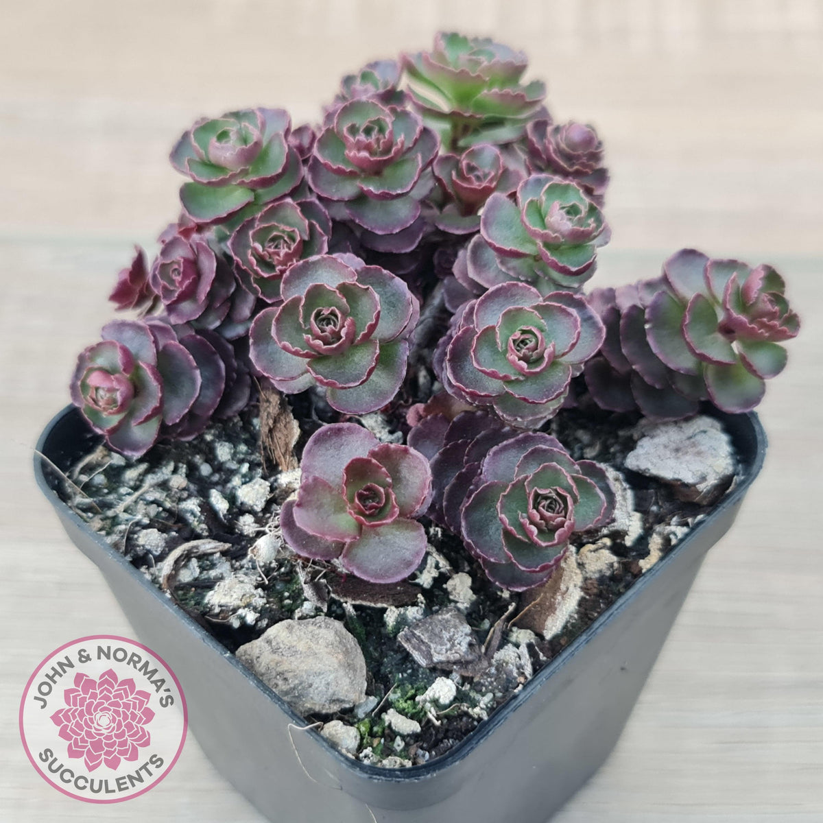 Sedum 'Dragon's Blood'