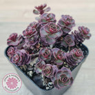 Sedum 'Dragon's Blood'