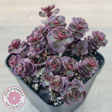 Load image into Gallery viewer, Sedum &#39;Dragon&#39;s Blood&#39; - John &amp; Norma&#39;s Succulents Australia
