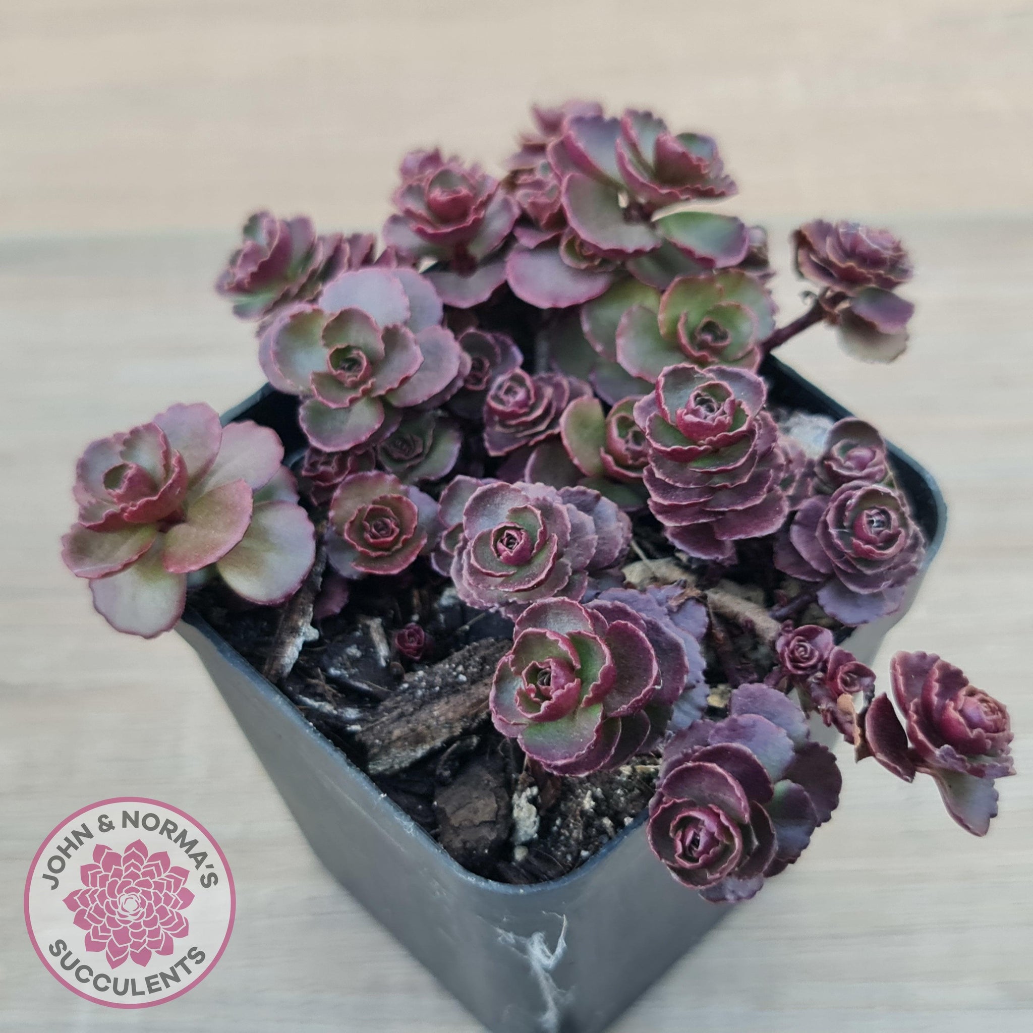 succulent dragon's blood Buy Sedum 'Dragon's Blood' Australia