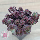 Sedum 'Dragon's Blood'