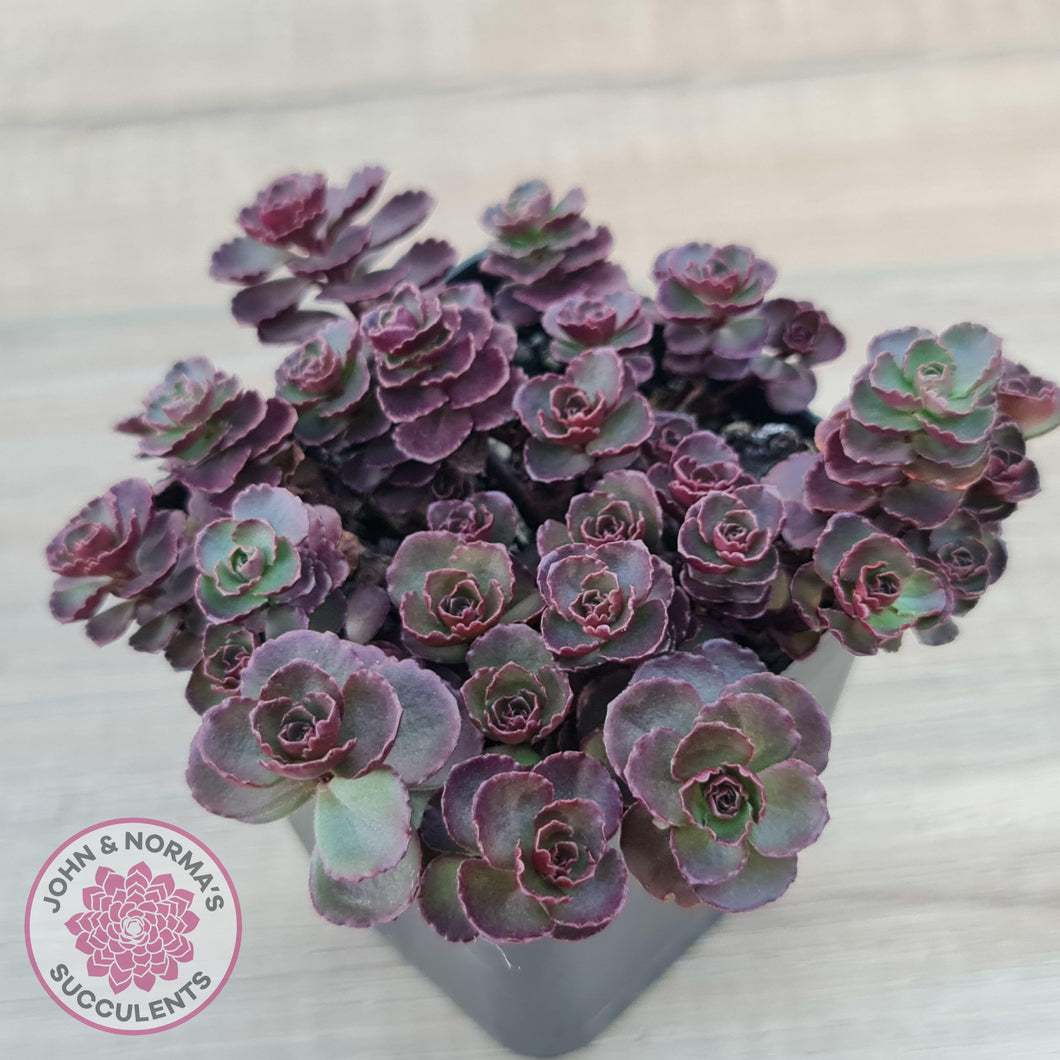 Sedum 'Dragon's Blood' - John & Norma's Succulents Australia