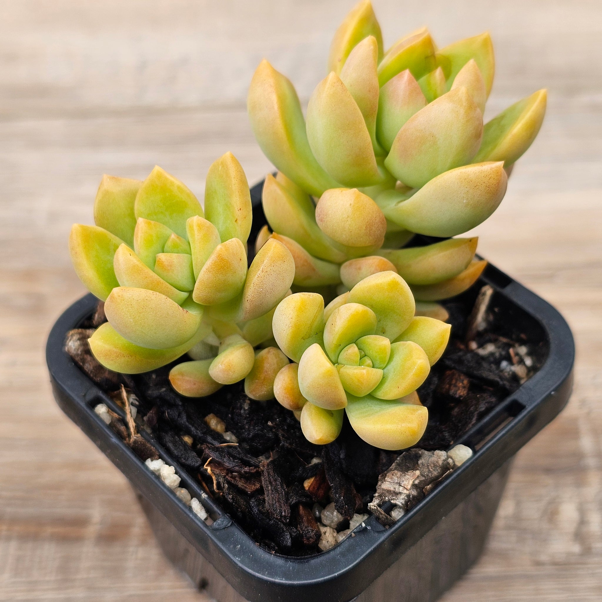 golden succulent Buy Sedum 'Golden Goddess' Australia