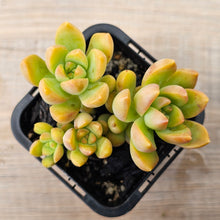 Load image into Gallery viewer, Sedum &#39;Golden Goddess&#39;
