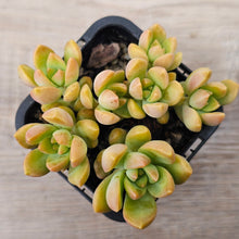Load image into Gallery viewer, Sedum &#39;Golden Goddess&#39;
