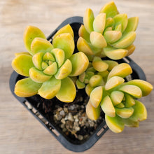 Load image into Gallery viewer, Sedum &#39;Golden Goddess&#39;
