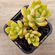 Load image into Gallery viewer, Sedum &#39;Golden Goddess&#39;
