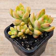 Load image into Gallery viewer, Sedum &#39;Golden Goddess&#39;
