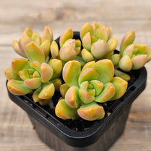 Load image into Gallery viewer, Sedum &#39;Golden Goddess&#39;
