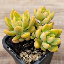 Load image into Gallery viewer, Sedum &#39;Golden Goddess&#39;
