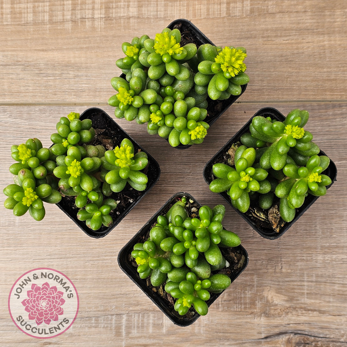 Sedum hernandezii - Green Turtles Eggs