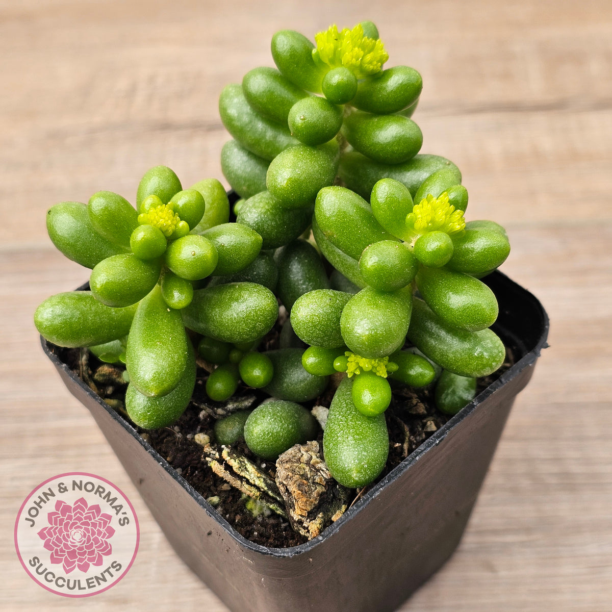 Sedum hernandezii - Green Turtles Eggs
