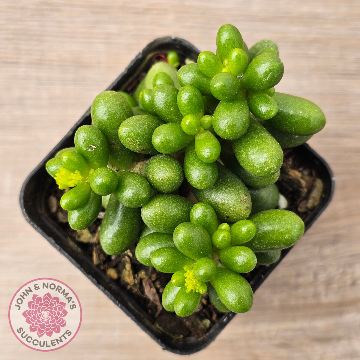 Sedum hernandezii - Green Turtles Eggs