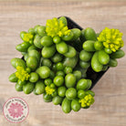 Sedum hernandezii - Green Turtles Eggs