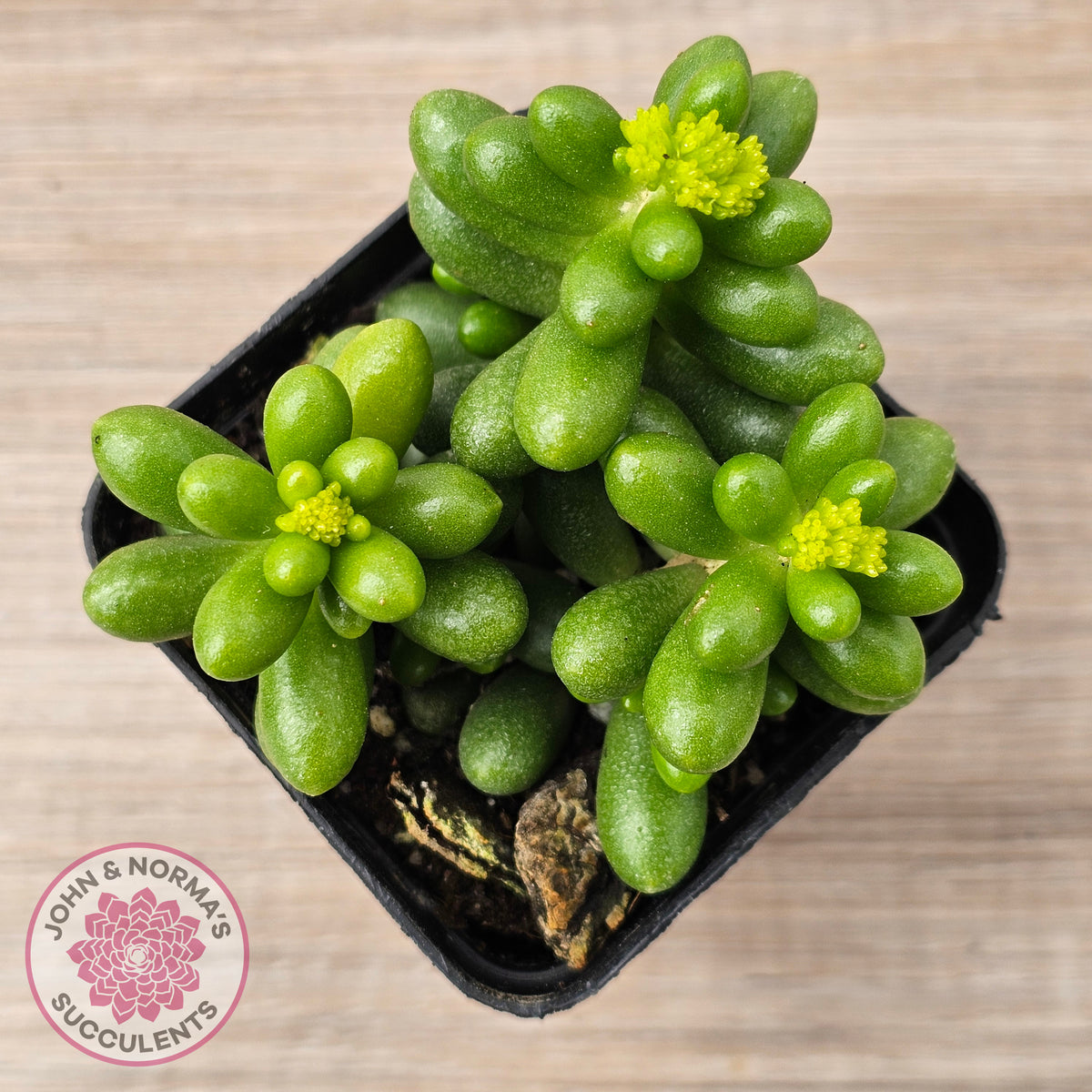 Sedum hernandezii - Green Turtles Eggs
