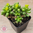 Sedum hernandezii - Green Turtles Eggs