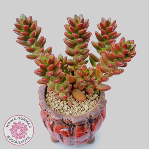 Sedum hybrid - John & Norma's Succulents Australia