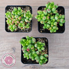 Sedum Jaspa