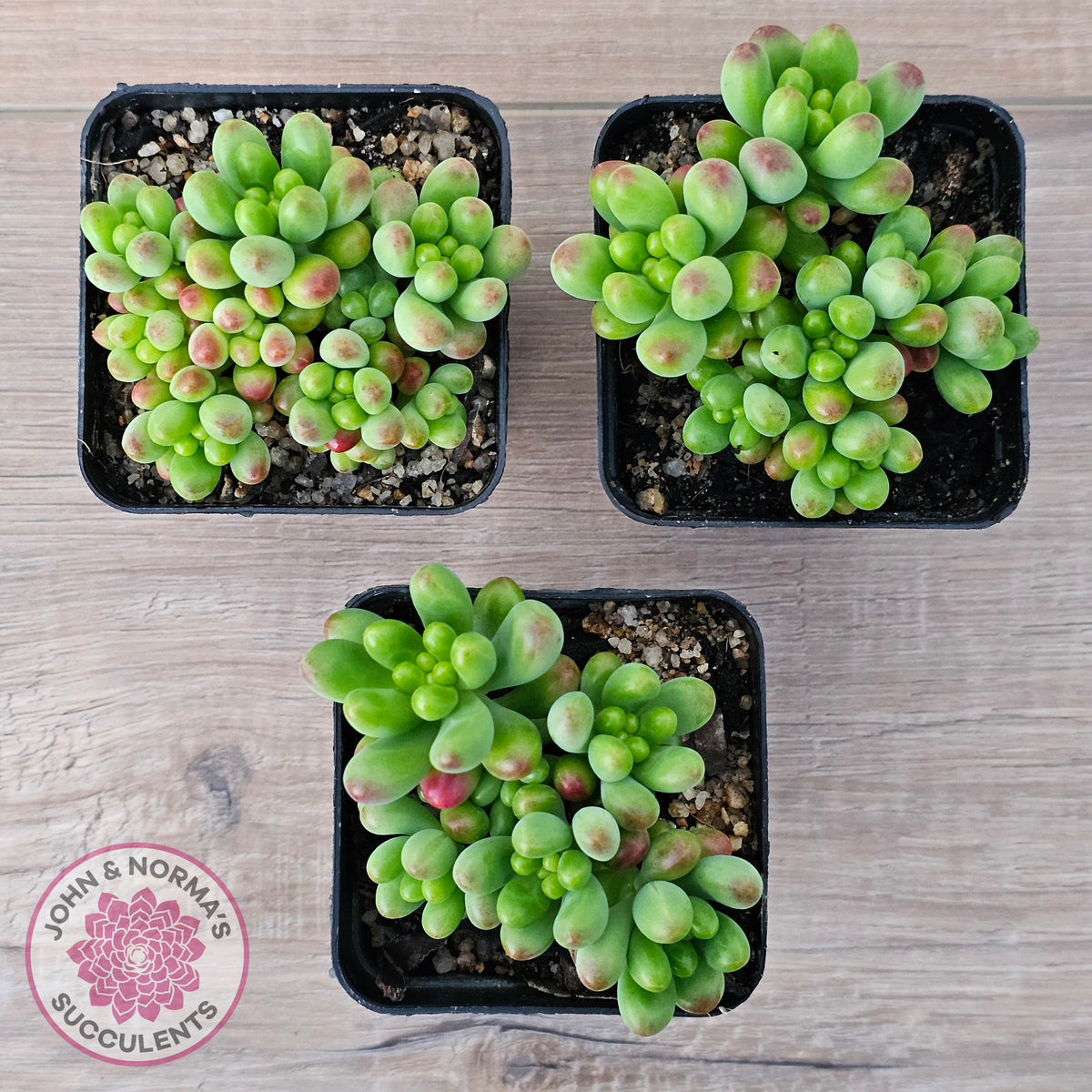 Sedum Jaspa