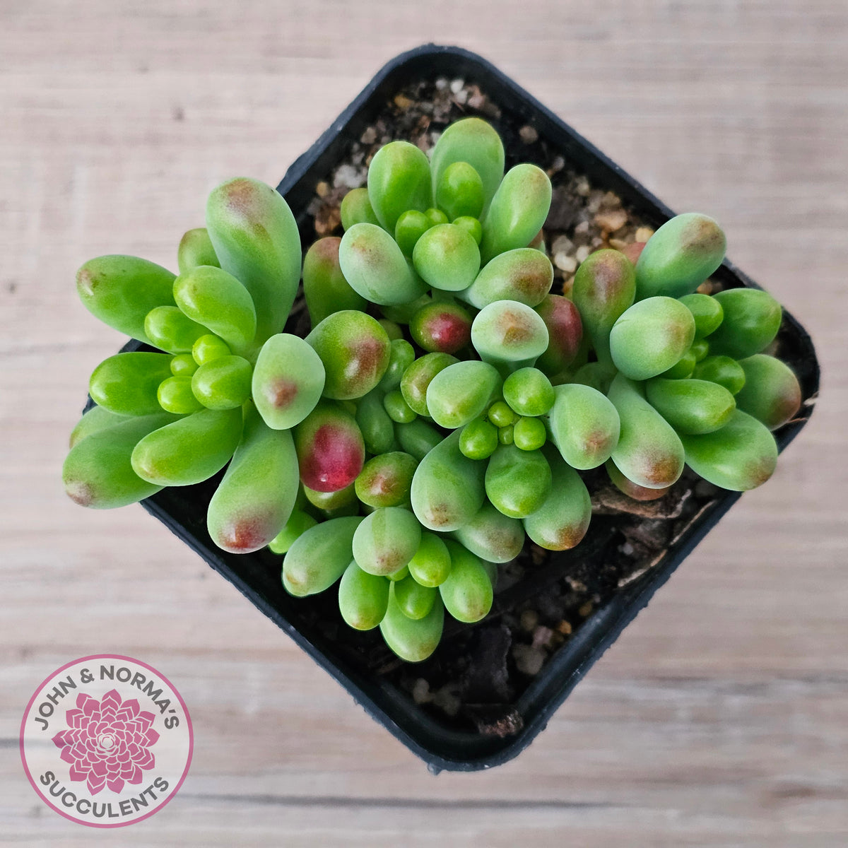 Sedum Jaspa