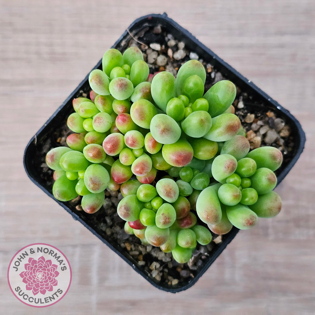 Sedum Jaspa