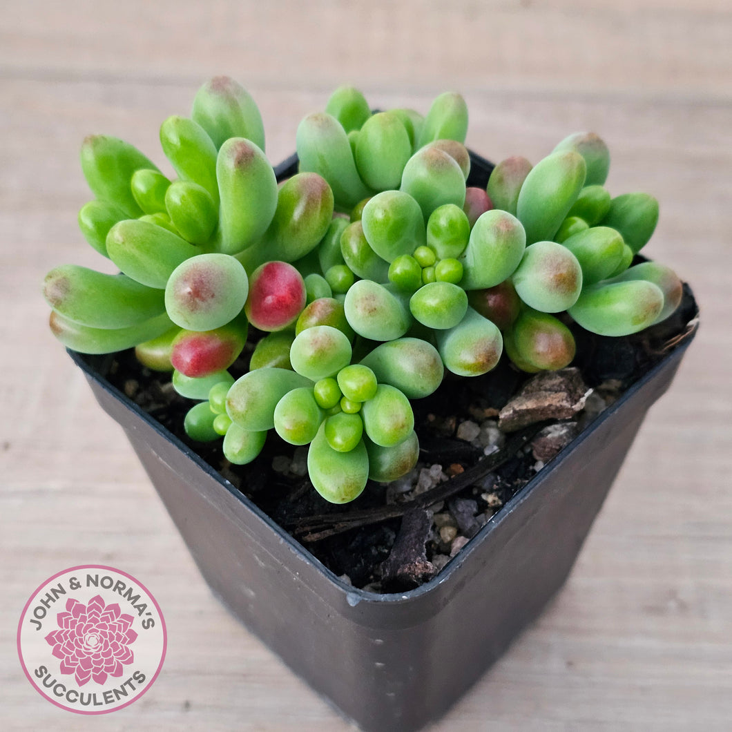 Sedum Jaspa