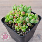 Sedum Jaspa
