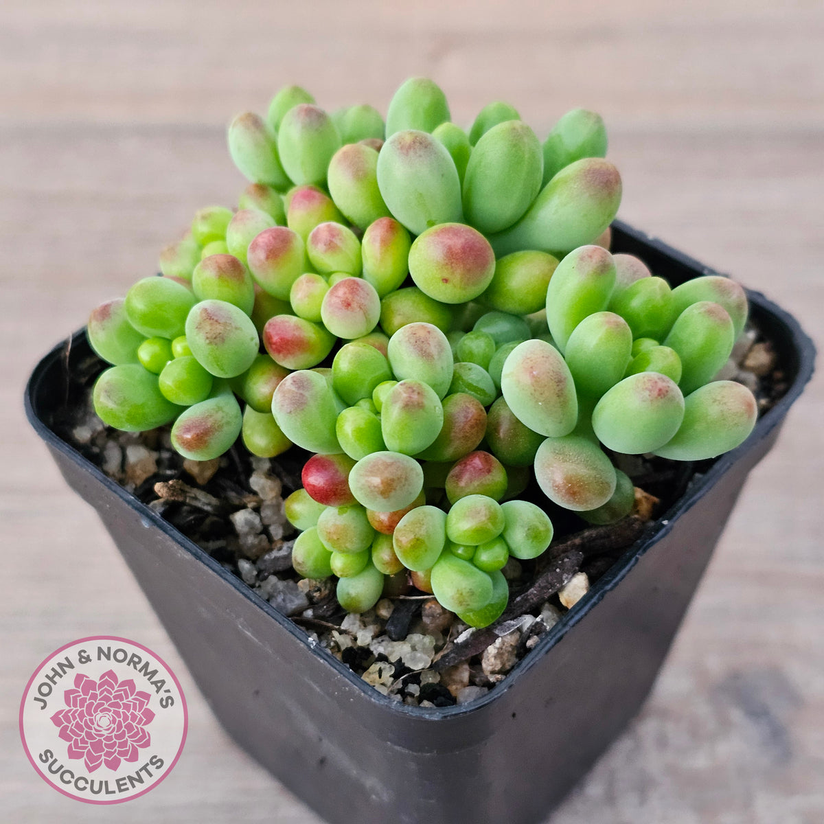 Sedum Jaspa