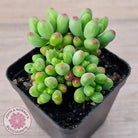 Sedum Jaspa