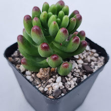 Load image into Gallery viewer, Sedum Jaspa - John &amp; Norma&#39;s Succulents Australia
