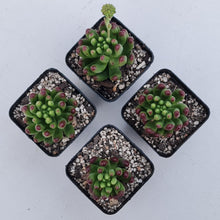 Load image into Gallery viewer, Sedum Jaspa - John &amp; Norma&#39;s Succulents Australia
