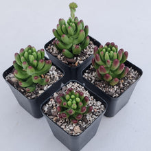 Load image into Gallery viewer, Sedum Jaspa - John &amp; Norma&#39;s Succulents Australia
