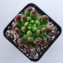 Load image into Gallery viewer, Sedum Jaspa - John &amp; Norma&#39;s Succulents Australia
