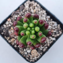 Load image into Gallery viewer, Sedum Jaspa - John &amp; Norma&#39;s Succulents Australia
