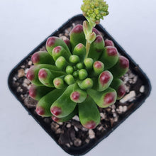 Load image into Gallery viewer, Sedum Jaspa - John &amp; Norma&#39;s Succulents Australia
