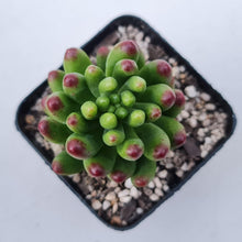 Load image into Gallery viewer, Sedum Jaspa - John &amp; Norma&#39;s Succulents Australia
