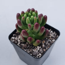 Load image into Gallery viewer, Sedum Jaspa - John &amp; Norma&#39;s Succulents Australia
