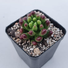 Load image into Gallery viewer, Sedum Jaspa - John &amp; Norma&#39;s Succulents Australia
