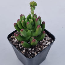 Load image into Gallery viewer, Sedum Jaspa - John &amp; Norma&#39;s Succulents Australia
