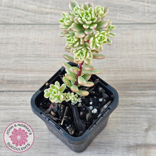 Load image into Gallery viewer, Sedum Joyce Tulloch Variegata
