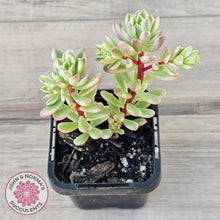 Load image into Gallery viewer, Sedum Joyce Tulloch Variegata
