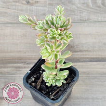 Load image into Gallery viewer, Sedum Joyce Tulloch Variegata
