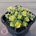 Sedum Lime Twister